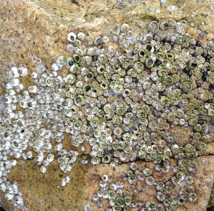 The study species, the invasive acorn barnacle (Balanus glandula)