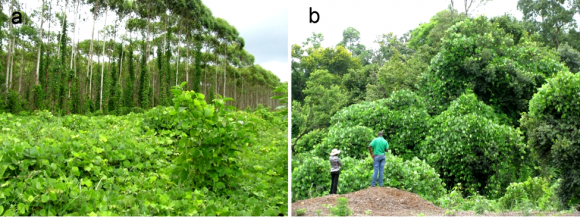 Read more about the article Lack of human-assisted spread means Kudzu vine can be eradicated from SA