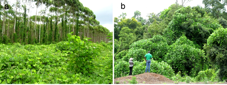 Kudzu vine (Pueraria Montana var. lobata) invasion sites