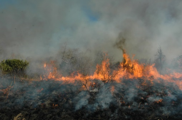 Read more about the article The potential for high intensity fires to be used to reverse bush encroachment in the Kruger National Park