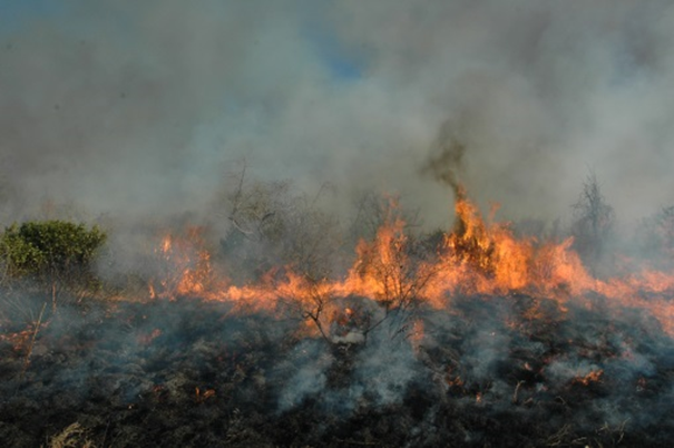 Large-scale fire experiment in Kruger National Park, South Africa, used to test the effectiveness of high intensity fires for reducing the cover of woody shrubs