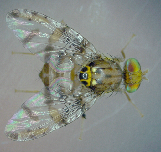 A male specimen of the Natal fruit fly (Ceratitis rosa Karsch), the morphotype R2 from South Africa