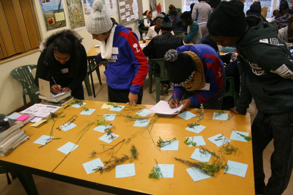 Learners using reference samples to identify the plant species at their research sites
