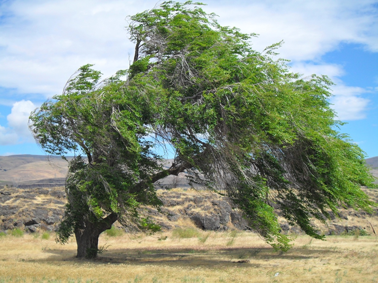 The Siberian elm (Ulmus pumila)