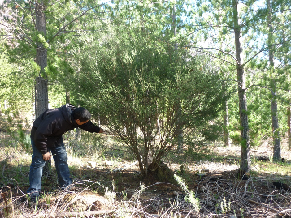 A single plant growing out of a termite mound in the Kluitjieskraal pine plantation near Wolseley