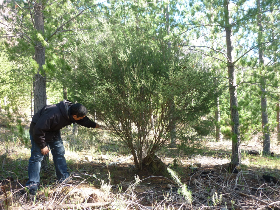 Read more about the article Science and management meet to evaluate and attempt eradication of the invasive <em>Melaleuca parvistaminea</em>