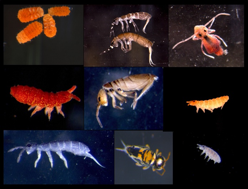 Examples of springtails (Collembola) from the Western Cape, South Africa