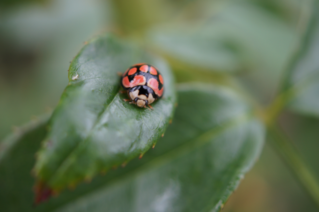 Indigenous species, Cheilomenes lunata