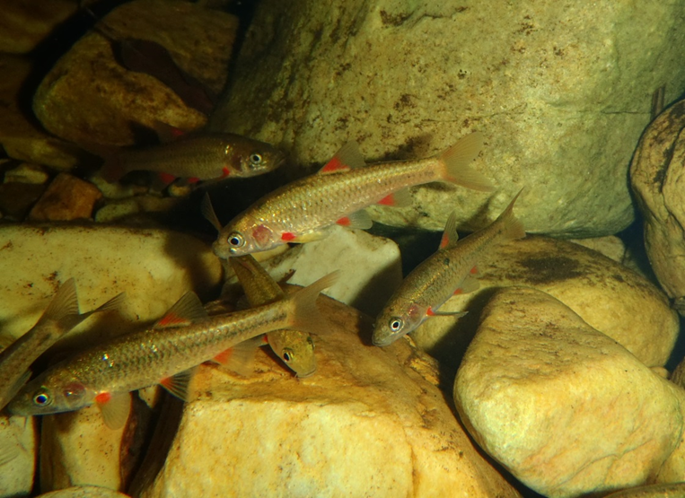 Read more about the article Impact of floods on fish in headwater streams