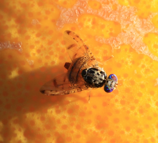 The Mediterranean fruit fly (Ceratitis capitata)