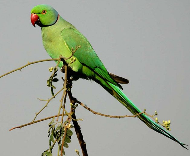 The invasive rose-ringed parakeet (Psittacula krameri) 