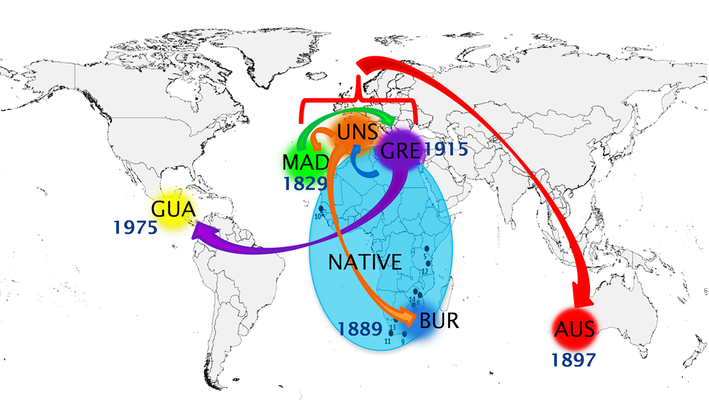 The world-wide route of invasion of the Mediterranean fruit fly (Ceratitis capitata)