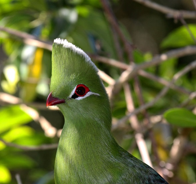 The indigenous Kynsna turaco (Tauraco corythaix)