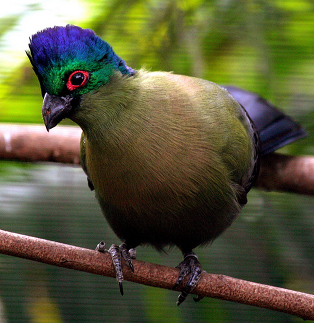 The indigenous purple-crested turaco (Gallirex porphyreolophus) 