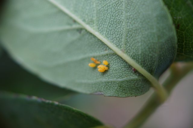 Harmonia eggs