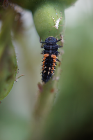 Harmonia larvae