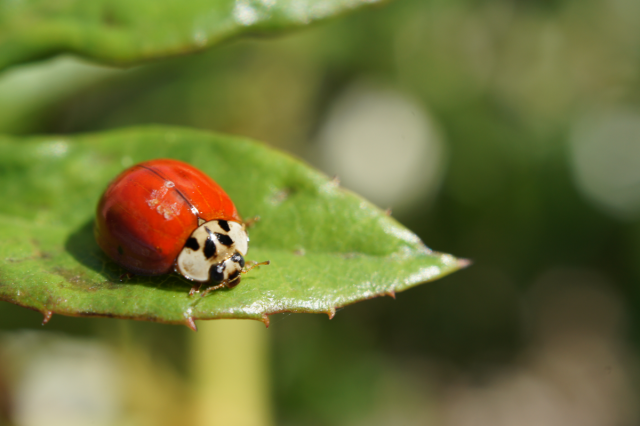 Harmonia adult