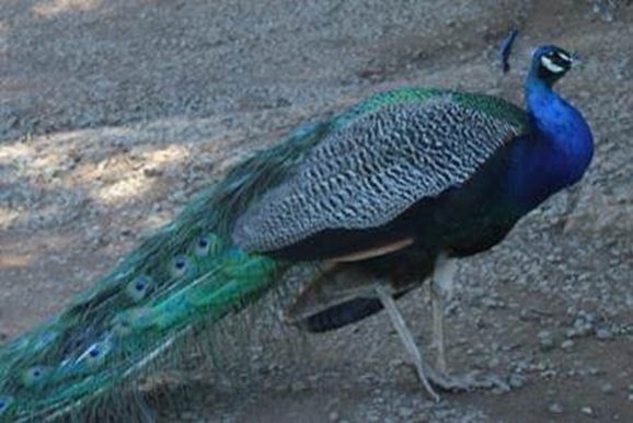 Indian peacock, Pavo cristatus
