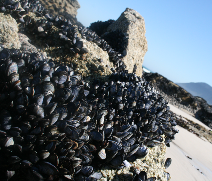 The alien invasive Mediterranean mussel (Mytilus Galloprovincialis)