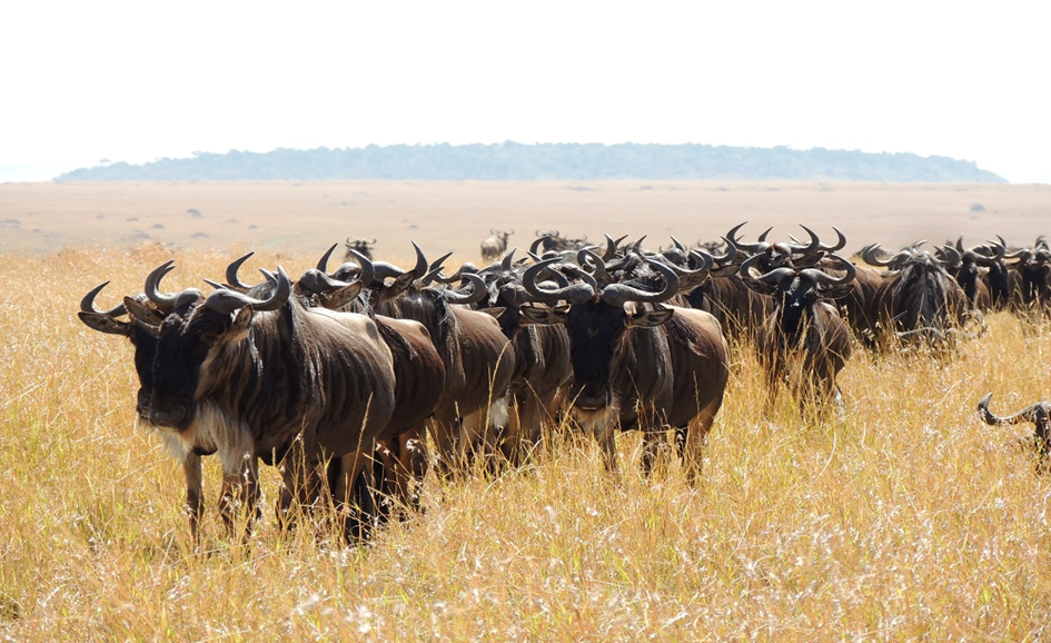The great Serengeti wildebeest migration is at risk from a number of invasive alien plant species 