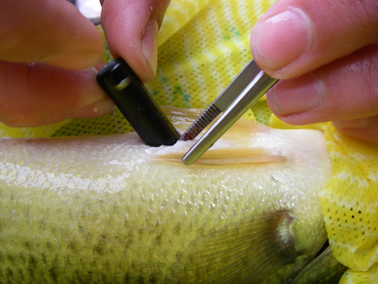 Surgical insertion of acoustic transmitters into largemouth bass