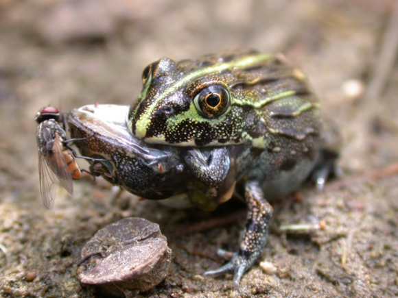 Read more about the article Why do some frogs eat other frogs?