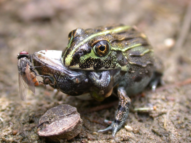 Photo by Les Minter shows a juvenile African bullfrog eating another (less fortunate) individual.