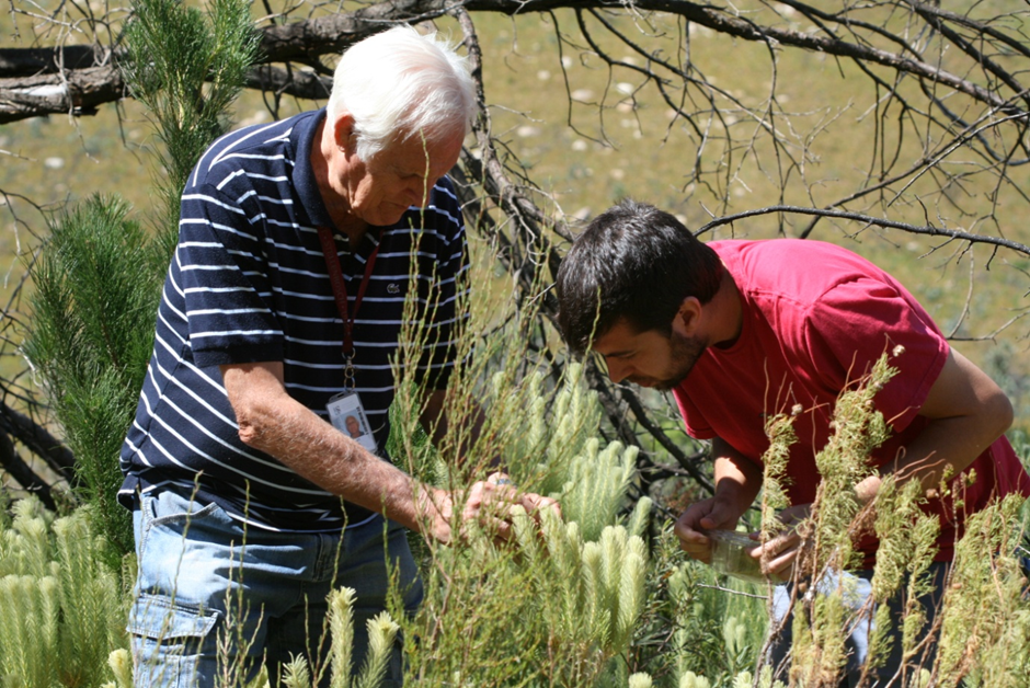 Prof Giliomee (left) and Aleixandre Beltrá (right) collecting mealybugs