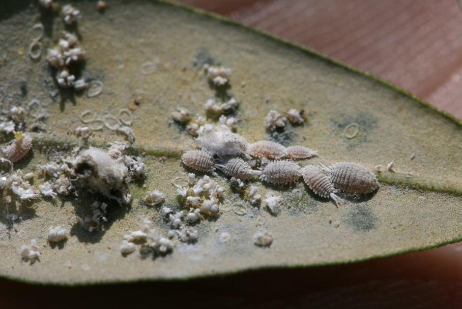 The mealybug Delottococcus aberiae De Lotto