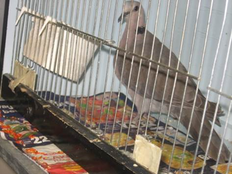 One of the bird species used in the field experiments - the Red-eyed Dove (Streptopelia semitorquata)