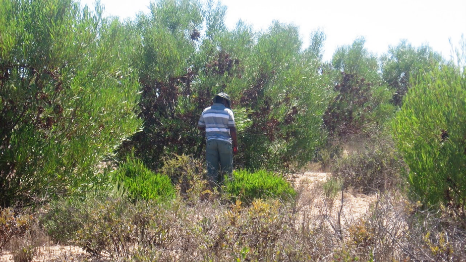 Thabiso Mokotjomela conducting field experiments in dense stands of Rooikrans (Acacia cyclops)