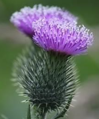 Spear thistle, Cirsium vulgare