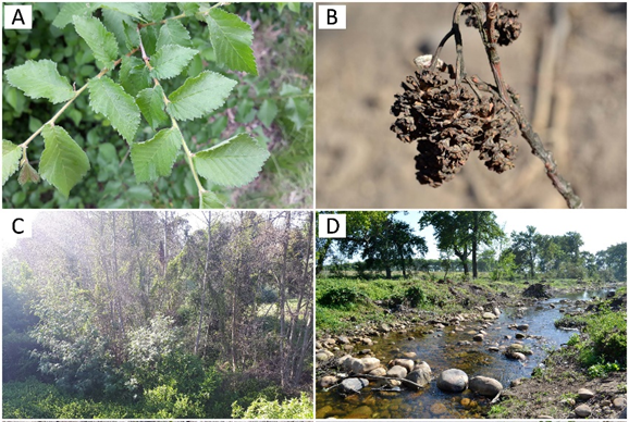 Read more about the article Black Alder as an emergent invader in South Africa
