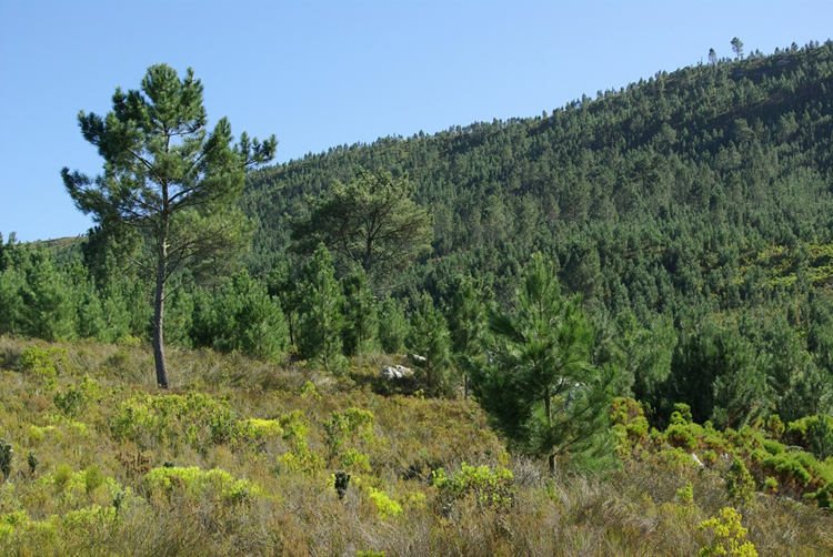 Pinus pinaster, one of many non-native trees that is highly invasive and causes major impacts in South Africa. The image shows a dense invasive stand of pines in the mountains of the Western Cape