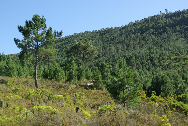 Read more about the article Scientists propose global guidelines for the sustainable use of non-native trees to protect biodiversity