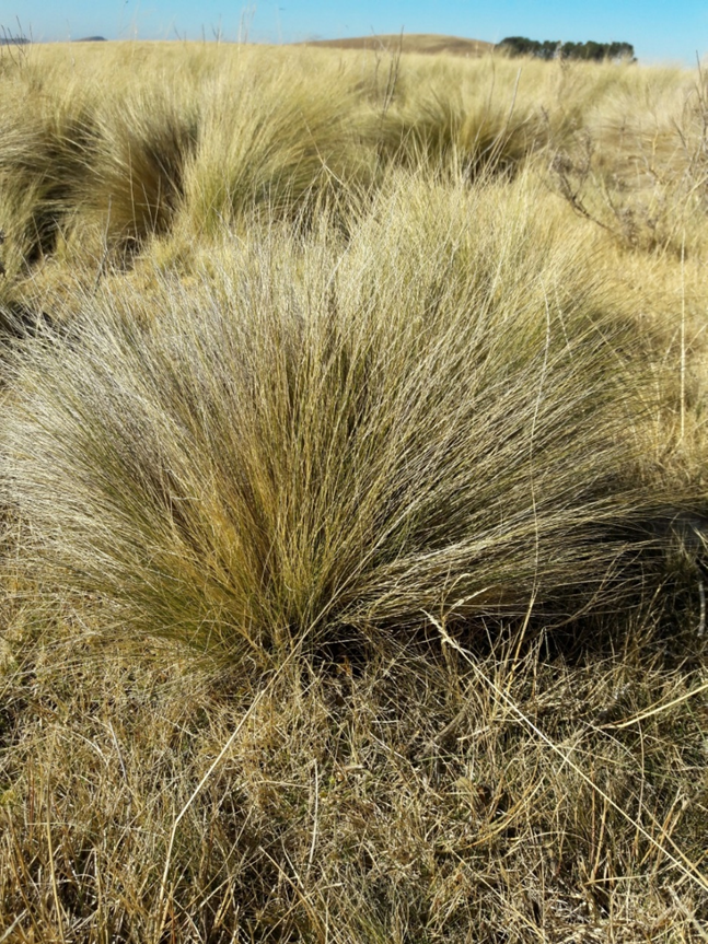 Dry serrated tussock grass (Nassella trichotoma) tufts in a paddock on Boschberg near Somerset East in the Eastern Cape