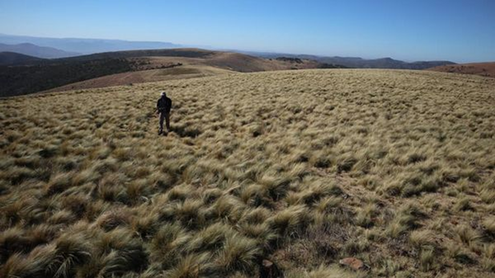 A paddock completely invaded by serrated tussock grass (Nassella trichotoma) on Boschberg near Somerset East in the Eastern Cape
