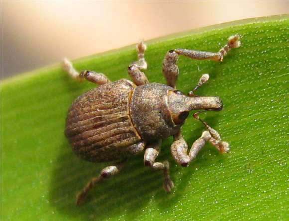 Neochetina eichhorniae - outstanding in its field.