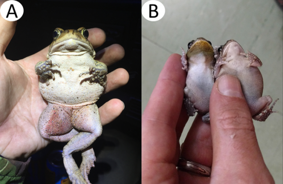 An adult female Guttural Toad from Durban in hand (A), compared to an adult male (yellow throat patch) and female from Mauritius (B).