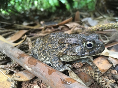 Guttural Toads, native to mainland Africa, were deliberately introduced from Durban to Mauritius in 1922 in an attempt to biocontrol the cane beetle, and from there moved to Réunion in 1927 as a biocontrol of malarial carrying mosquitoes.
