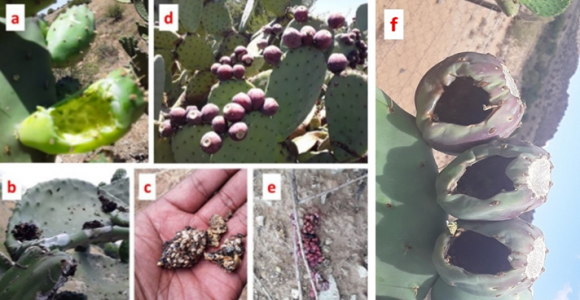 Read more about the article Scavenger crows spread seeds of invasive prickly pear cacti