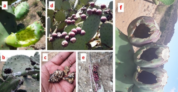 Field evidence: Empty fruit of O. ficus-indica consumed by Pied crows