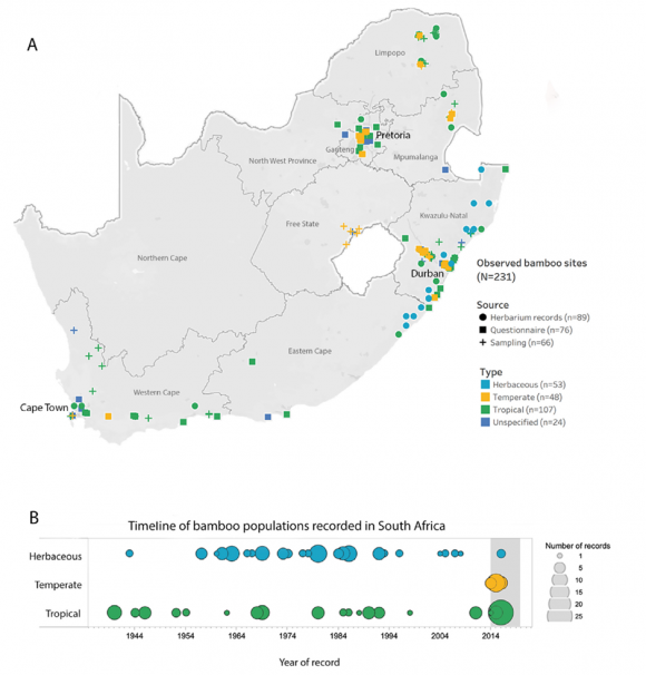 The distribution and timeline of introductions of different types of bamboos in South Africa.