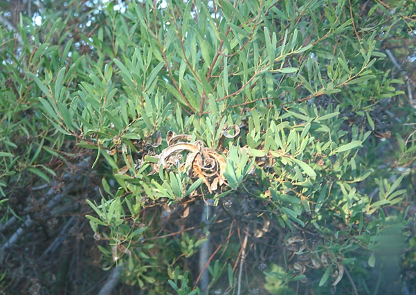 Read more about the article Invasive Australian acacias change fynbos soil functioning