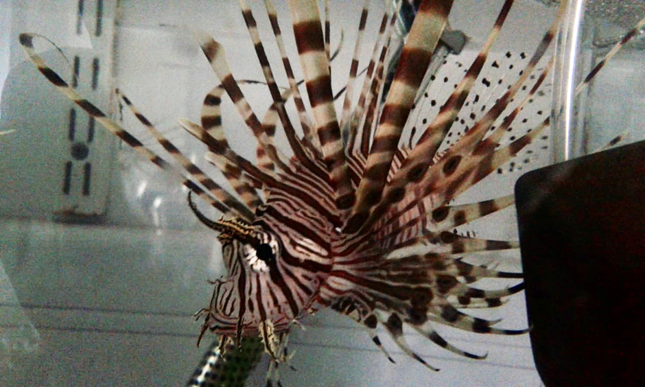 One of the lionfish (Pterois volitans) in the study in its aquarium tank