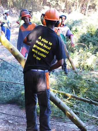 A Working for Water (WfW) chainsaw operator cuts a Black Wattle (Acacia mearnsii) stem.