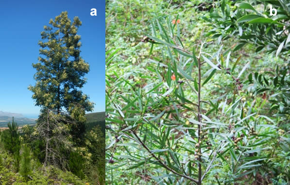 Acacia elata and Acacia longifolia were the focus species for this study