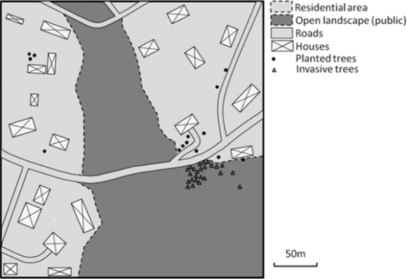 A population of Acacia elata, an ornamental tree spreading within a residential area. The study showed that the way in which trees were planted and the areas into which they were introduced had a substantial influence on the population structure of invasive trees.