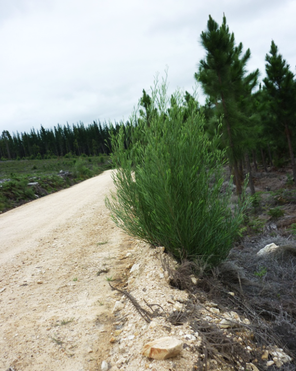 Acacia stricta growing on a road edge in a pine plantation