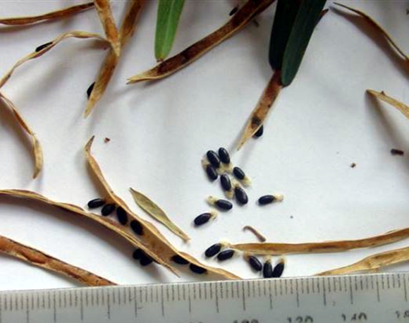 Small Acacia stricta seeds are stored in the soil and can be transported by vehicles